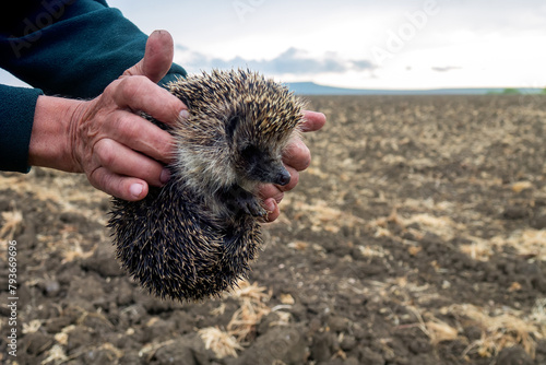 White-breasted hedgehog (Erinaceus concolor) in Crimea. An adult mammal in the hands against the background of a plowed field