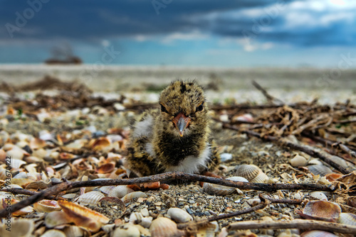 A nestling of European oyster catcher (Haematopus ostralegus) in a nest (a hole in the sand and cardium) on the islands of Lake Sivash, Arabatskaya Strelka spit photo