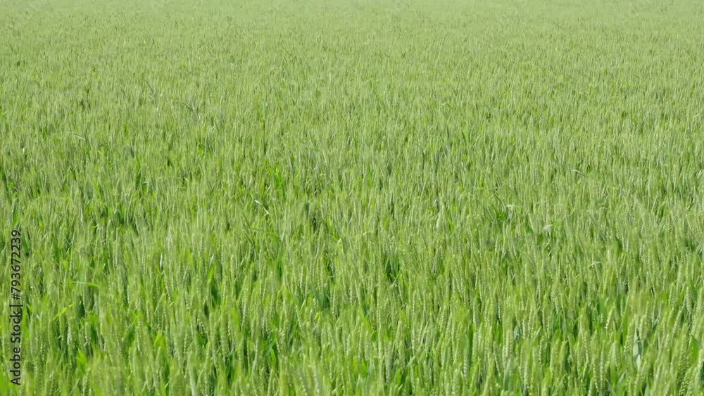 Ripening ears of meadow wheat field. Ears of green wheat close up. Ripening ears of meadow wheat field. Ears of green wheat close up.