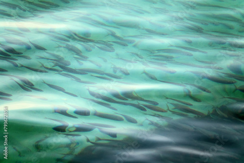 A flock of fish (fish school) under the rippling surface of the sea photo