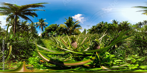 Pineapple fruit on the plantation farm. Pineapple plantation. Philippines. VR 360.