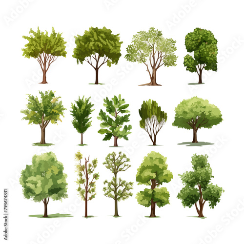 Trees collection set. Green plants with leaves  garden botanical  realistic vector illustration isolated on white background