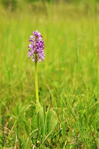 Wild Military orchid blooming in green grass meadows in April, May and June in White Carpathians in Czech republic