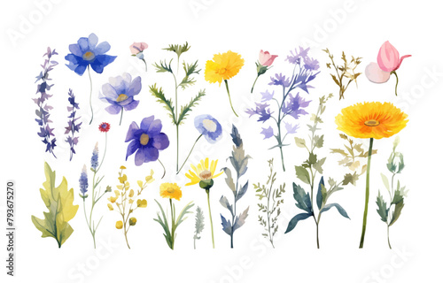 Watercolor floral illustration set         Wildflowers  summer flower  blossom  poppies  chamomile  dandelions  cornflowers  lavender  violet  bluebell  clover  buttercup  butterfly.