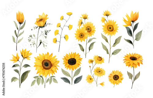 Watercolor sunflowers illustration set. Yellow summer flowers, Floral elements, Wildflowers.