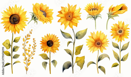 Watercolor sunflowers illustration set. Yellow summer flowers, Floral elements, Wildflowers.