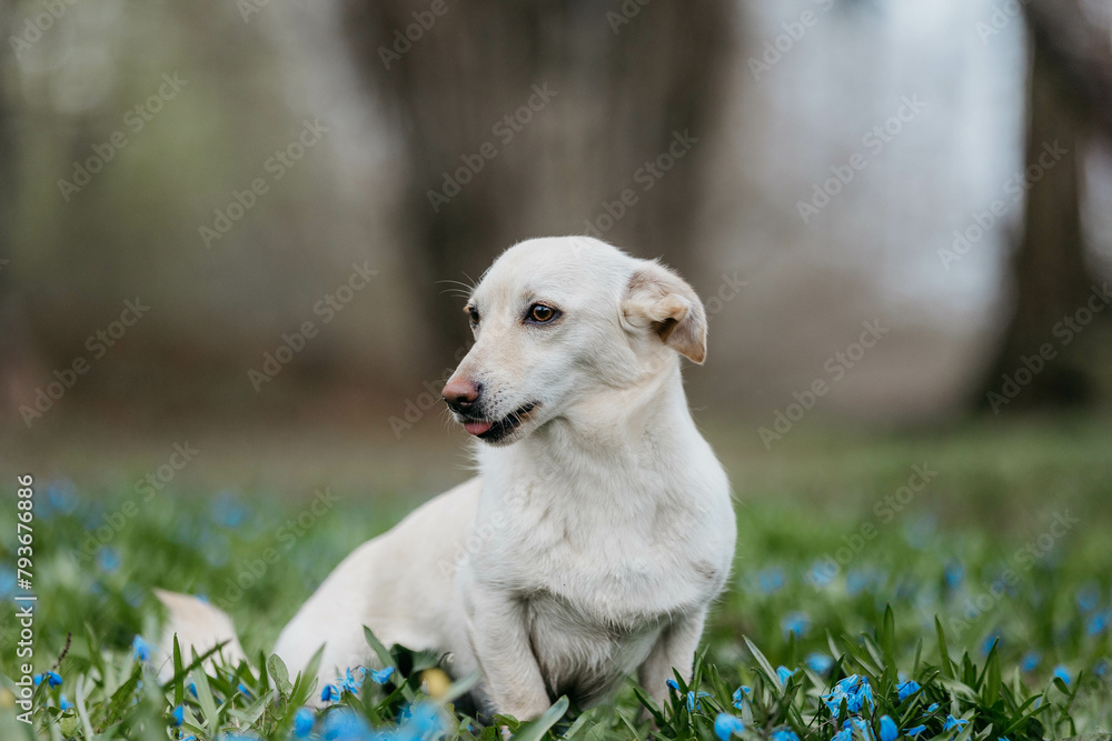 A small white dog in flowers in spring A small white dog in flowers in spring