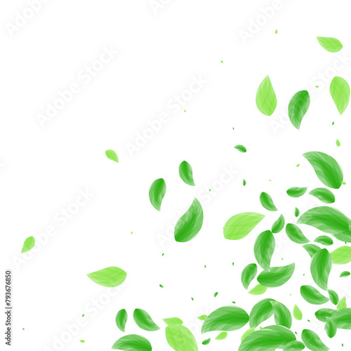 Greenish Leaf Background White Vector. Vegetation Food Card. Simple Frame. Light Green Structure Texture. Leaves Decorative.