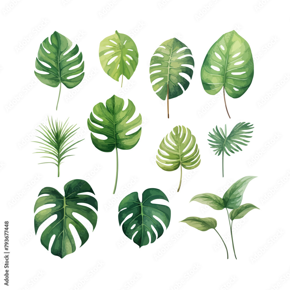 Fototapeta premium Large hand drawn watercolor tropical plants set, monstera on an isolated white background, watercolor vector illustration