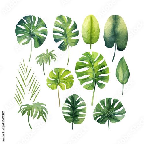 Large hand drawn watercolor tropical plants set  monstera on an isolated white background  watercolor vector illustration