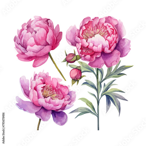 peony flower set watercolor illustration