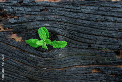 Life after death, green sprout on the coals after the fire. Rebirth of nature after the fire. Rebirth concept
