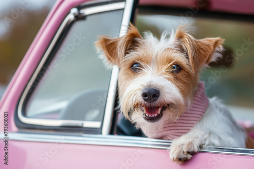 Petit chien mignon et heureux  de race terrier regardant par la fenêtre d'une voiture © Chlorophylle