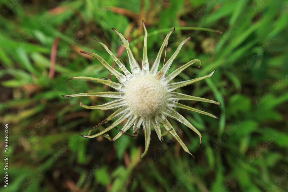 Taraxacum Dandelion flower petals color white red Taraxacum Dandelion flower petals color white red