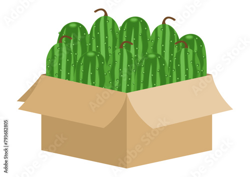 Cardboard box full of fresh cucumbers