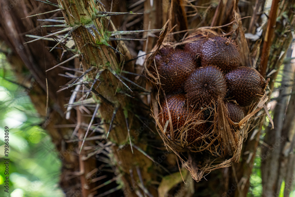 Salak (Salacca zalacca) fruit still attached to the tree Salak (Salacca zalacca) fruit still attached to the tree