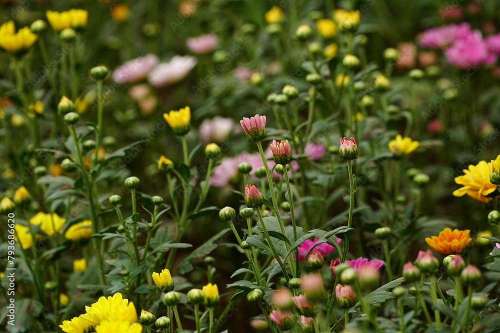 Fototapeta premium Close-up of chrysanthemums blooming in the garden