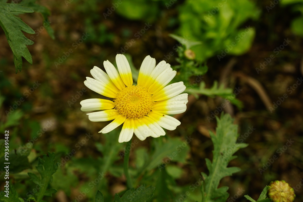 Close-up of yellow daisies blooming in the garden Close-up of yellow daisies blooming in the garden