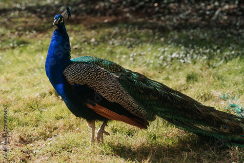 peacock
