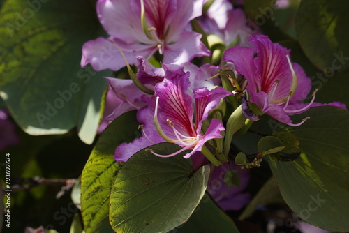 Bauhinia purpurea tree blossoming in Israel photo