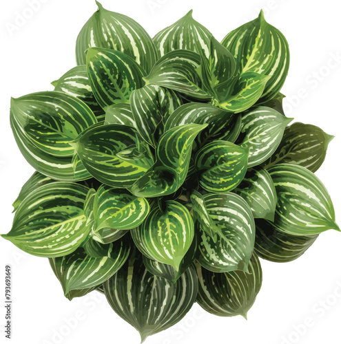Top View of Houseplant Selection, Spider Plant, Peace Lily, Fiddle Leaf Fig, Aloe Vera, Rubber Plant, Decorative for Design or Invitation Card, Isolated on Transparent Background. PNG Cutout or Clippi