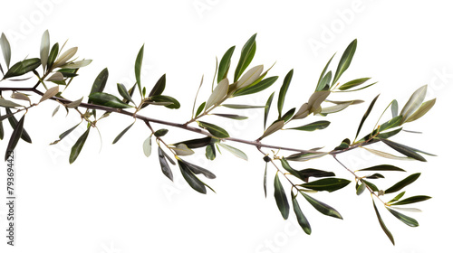 branch of olive tree isolated on white or transparent png