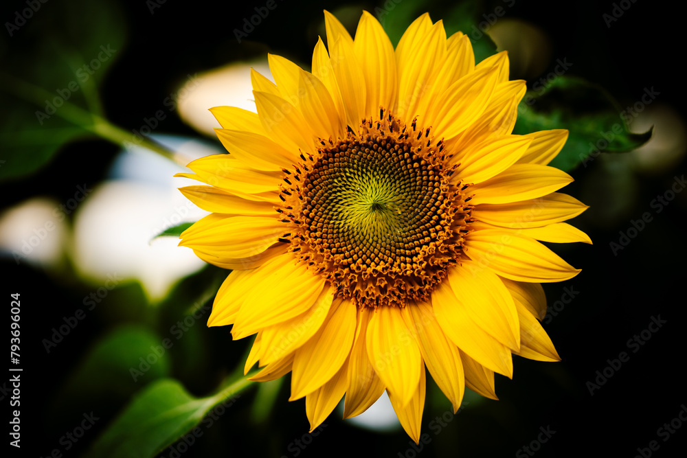 Fototapeta premium Sonnenblume