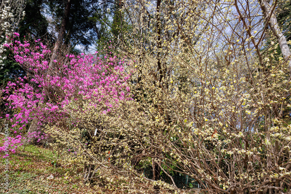 美しいハナモモ(バラ科)、ヒュウガミズキ(マンサク科)、ゲンカイツツジ(ツツジ科)他の花。
Beautiful Hana peach (Prunnus persica, Rosaceae) and Winter hazel (Corylopsis pauciflora, Hamamelidaceae), Genkai Azalea (Rhododendron mucronulatum Turcz, 美しいハナモモ(バラ科)、ヒュウガミズキ(マンサク科)、ゲンカイツツジ(ツツジ科)他の花。
Beautiful Hana peach (Prunnus persica, Rosaceae) and Winter hazel (Corylopsis pauciflora, Hamamelidaceae), Genkai Azalea (Rhododendron mucronulatum Turcz,