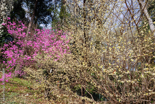                                                                                                                                         Beautiful Hana peach  Prunnus persica  Rosaceae  and Winter hazel  Corylopsis pauciflora  Hamamelidaceae   Genkai Azalea  Rhododendron mucronulatum Turcz 