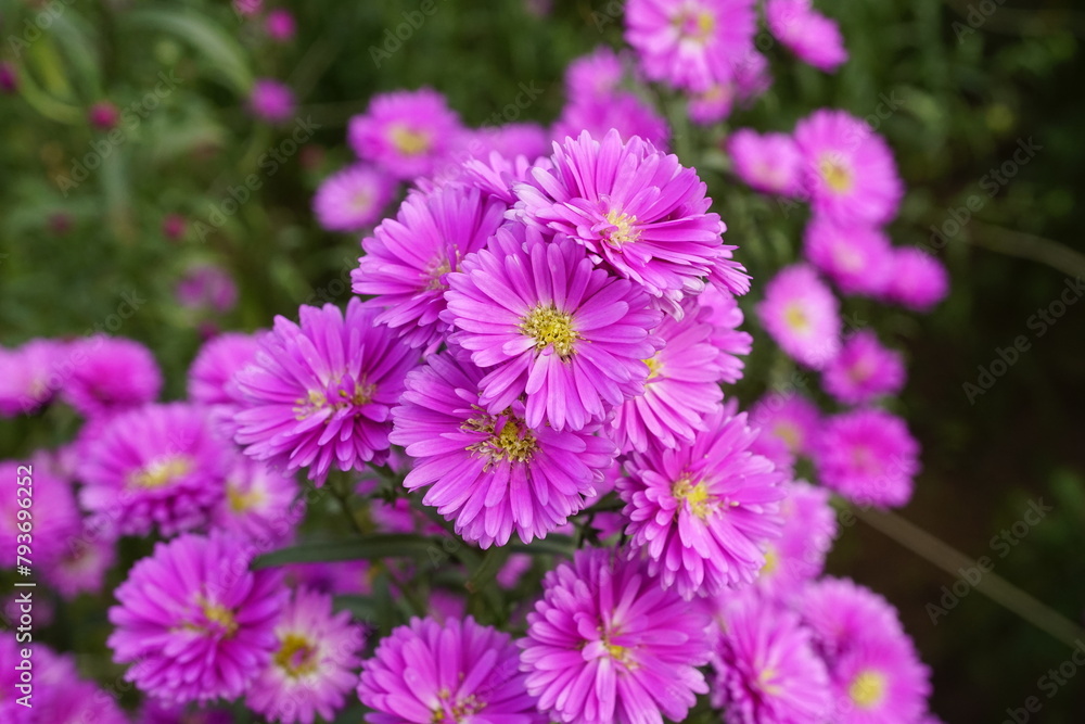 Fototapeta premium Close-up of chrysanthemums blooming in the garden