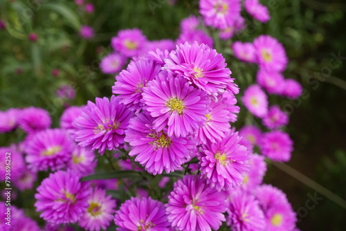 Close-up of chrysanthemums blooming in the garden © Nguyen Thi Nhu Quynh