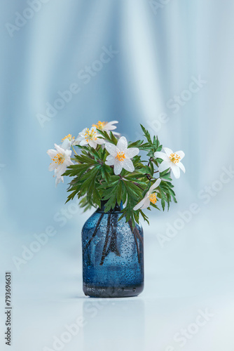 Close up of a vase with white wood anemones - early Spring flowers - covered with sprayed water droplets. Blue pastel hues in the background. Still life photograph