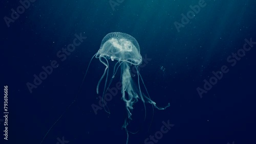 Mauve Stinger Jellyfish floats on deph sea. Mauve Stinger, Night-lightx Jellyfish, Phosphorescent jelly or Purple people eater (Pelagia noctiluca) swims on blue deep of Ocean photo