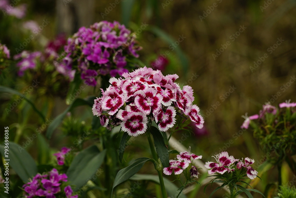 Close-up of Dianthus barbatus flowers blooming in the field Close-up of Dianthus barbatus flowers blooming in the field