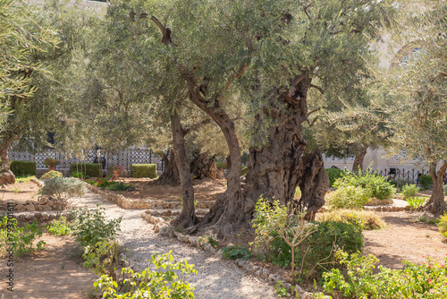 Old olive trees in the garden of Gethsemane  Jerusalem. Selective focus