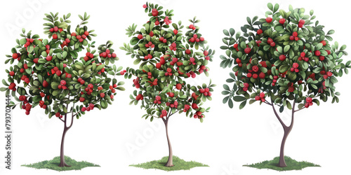 Ilex x aquipernyi or Aquipern Holly tree collection isolated on transparent background
