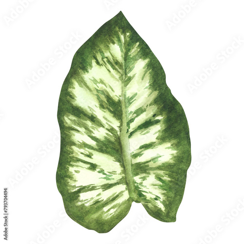 Tropical calathea leaves jungle plants. House plants calathea leaf, exotic tropical foliage. Watercolor hand drawn illustration. Home floral jungle for greeting card print. Isolated white background.  photo