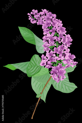 illustration of a lilac blossom on a black background