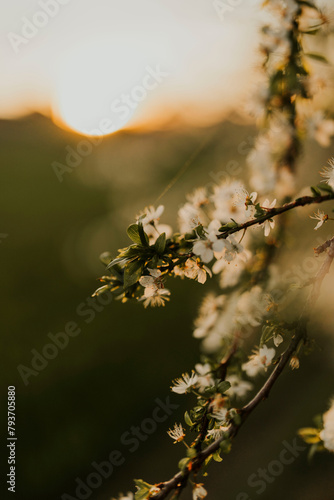 Spring flowers golden hour
