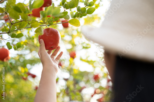 Asian woman looking at apples in the apple orchar