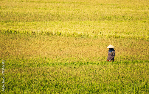 Vietnamese women walking in the paddy field.