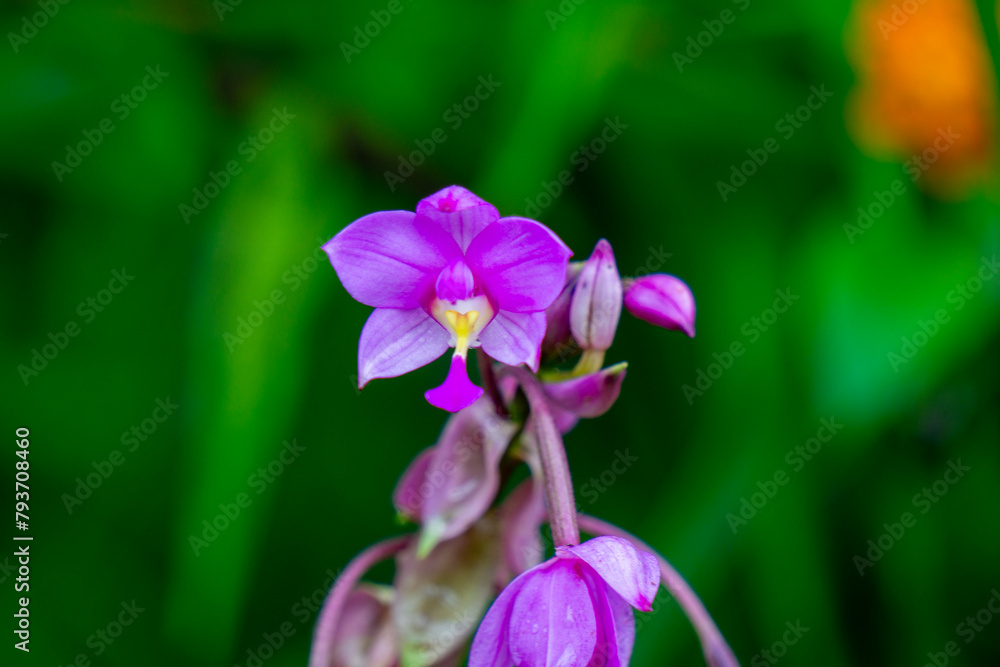 Eulophia nuda (spectacular eulophia, Amarkand). This plant have been used for the treatment of tumors, scrofulous glands of neck Eulophia nuda (spectacular eulophia, Amarkand). This plant have been used for the treatment of tumors, scrofulous glands of neck