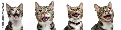 Cat PNG set - portrait photo of happy American Wirehair isolated transparent background photo