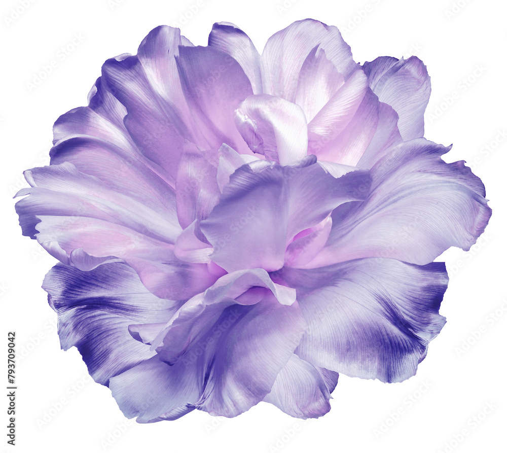 Obraz premium Purple tulip flower on isolated background with clipping path. Closeup. For design. Transparent background. 