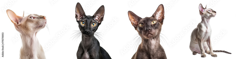Cat PNG set - portrait photo of happy Oriental Shorthair isolated transparent background