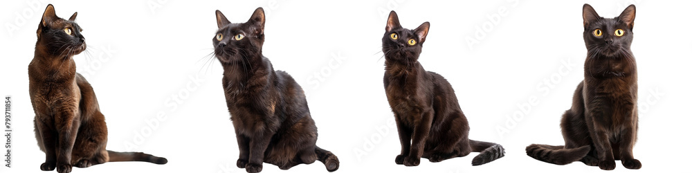 Cat PNG set - sitting photo of happy Havana Brown cat isolated transparent background