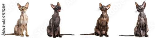 Foto Cat PNG set - sitting photo of happy Oriental Shorthair isolate transparent back