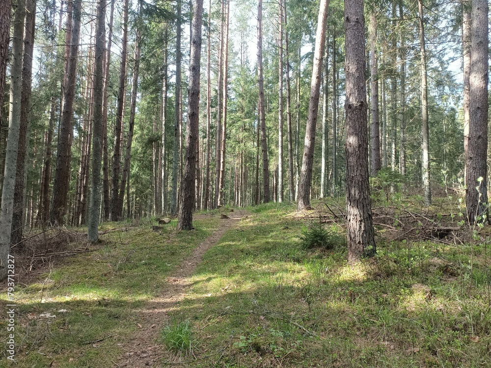 Kurtuvenai regional park during cloudy day. Pine tree forest. Footpath in woodland. Moss growing on soil. Some small grass and tress growing in woods. Summer season. Kurtuvenu regioninis parkas.