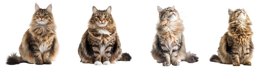 Cat PNG set - sitting photo of happy Siberian cat isolated transparent background