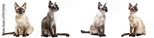 Foto Cat PNG set - sitting photo of happy tonkinese cat isolated transparent backgrou